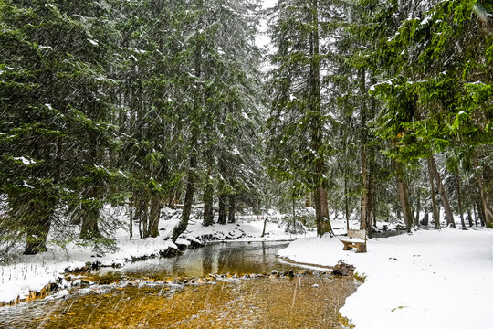 Lenzerheide, Valbella, Heidbach, Bach, Heidsee, Bergsee, Uferweg, Wanderweg, Winterwanderung, Holzbank, Langlauf, Winterlandschaft, Alpen, Wald, Tannen, Schneefall, Schnee, Winter, Graub&uuml;nden, Schweiz