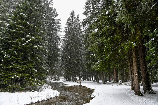 Lenzerheide, Valbella, Heidbach, Bach, Heidsee, Bergsee, Uferweg, Wanderweg, Winterwanderung, Holzbank, Langlauf, Winterlandschaft, Alpen, Wald, Tannen, Schneefall, Schnee, Winter, Graub&uuml;nden, Schweiz