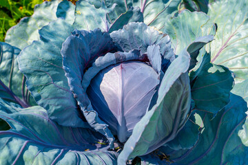 Home vegetable garden with growing red cabbage close-up