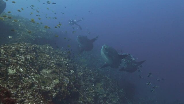 
Triple Mola Mola 