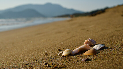Seashells on golden sand. Seashells on the beach with the sun reflecting in the sea. The focus is on the seashells in the front. Seashells of various colors.
