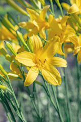 Flava Hemerocallis also known as Lemon Day Lily, Lemon Lily and Lil Custard
