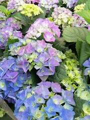 Pink, blue and yellow Hydrangeas macrophylla close up. Floral wallpaper
