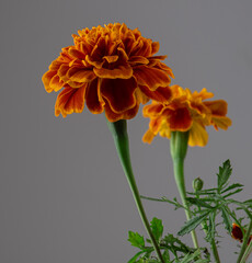 Marigold flower close up