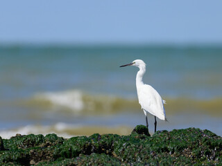 A Little Egret standing on the beach