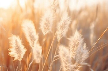 a view of some beautiful dried grass at sunset