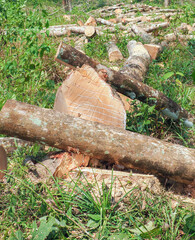 Cutting down old rubber trees to plant new ones
