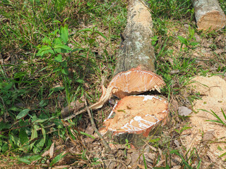 Cutting down old rubber trees to plant new ones