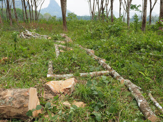 Cutting down old rubber trees to plant new ones
