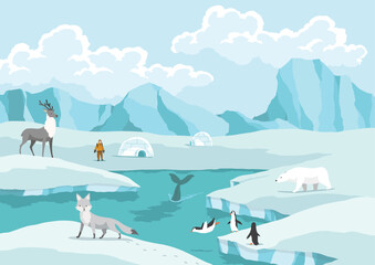 North pole arctic. White bears, seal and penguins on drifting and melting glacier in ocean, snow mountains iceberg polar winter season cartoon vector illustration © the8monkey