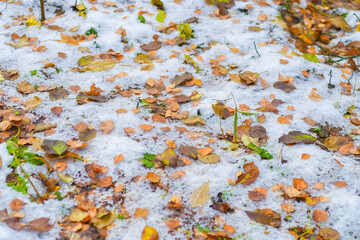 Yellow autumn leaves lie on the snow. First snow in the park.