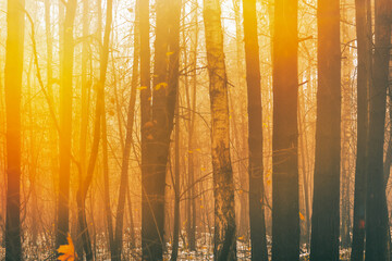 Bright light of the orange sun. Bare tree trunks in the morning fog. Sad autumn landscape with a...