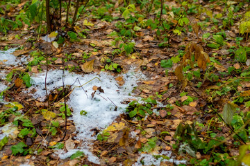 The first snow on green grass with fallen yellow leaves.