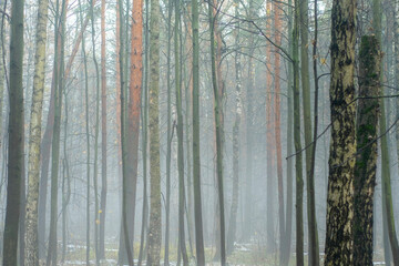 Fototapeta premium Bare tree trunks in the morning fog. Sad autumn landscape with a cold, autumn forest.