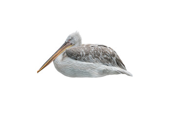 pink backed pelican isolated on a white background