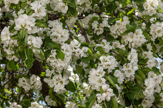 Background image - apple tree branches covered with white flowers