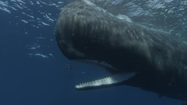 A sperm whale with its mouth open, a baby whale arriving on the scene, and a remora feasting on a squid. Check my gallery for similar footages.