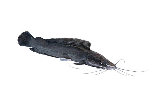 African catfish isolated on white background