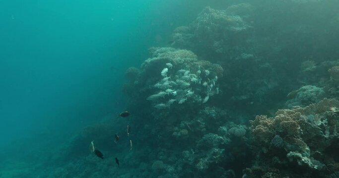 A school of Benito fish swims together in a coordinated movement.