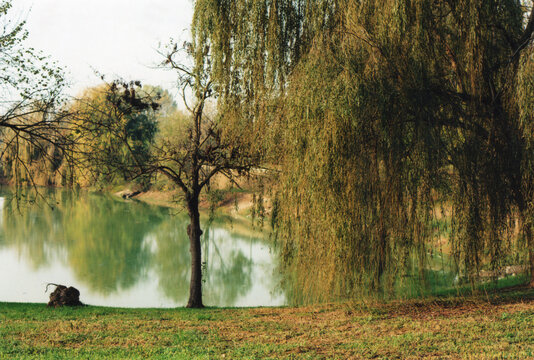 Beautiful Weeping Willow Tree on the Lakeshore During a Autumn Sunny Afternoon. Milano City Park, Film Photography