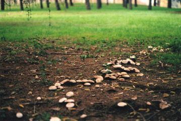 Path in the Woodland with Mushrooms. Beautiful Autumn Landscape. Milano, Italy. Film Photography