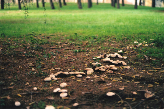 Path in the Woodland with Mushrooms. Beautiful Autumn Landscape. Milano, Italy. Film Photography