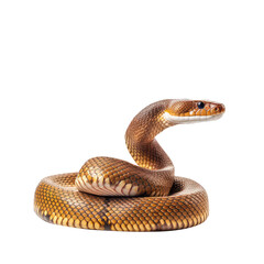 Obraz premium king cobra snake on a transparant background, PNG 