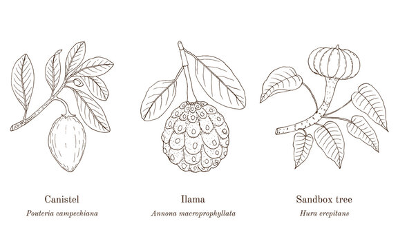Collection of edible and medicinal plants