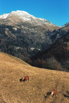 Mount Arera and Horses. View from Zambla Bassa Village During an Autumn Day. Oltre il Colle, Bergamo Province, Italian Alps. Film Photography