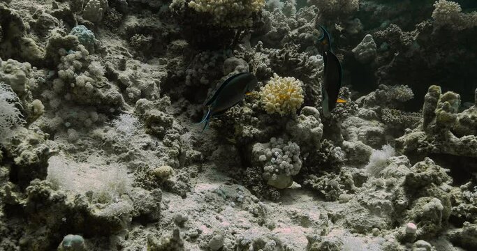 A couple of black Surgeonfish playing in the water above white corals.