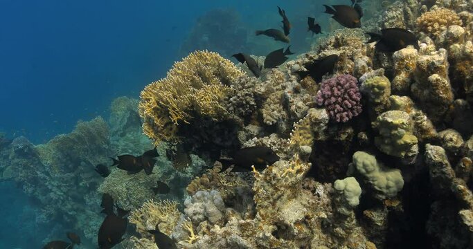 Heavenly view of Black Surgeonfish pick food from colorful coral reefs.