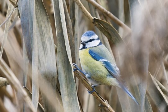Close up photo of The Eurasian blue tit (Cyanistes caeruleus) sitting in dry grass. 