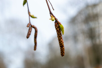 A tree branch with green leaves and the word maple on it. High quality photo