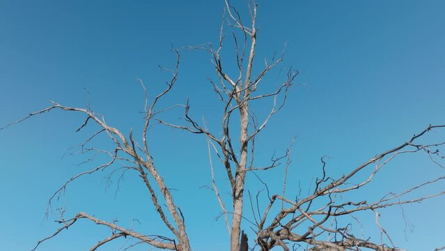 Low angle view of small bird sitting on old dried tree, closeup. Drone flying around tree against blue sky at daytime. Natural scenery of dry tree branches without leaves, 4k footage with copy space