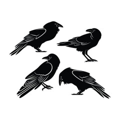 Raven bird silhouette vector ilustration design isolated