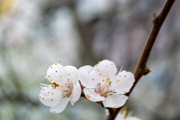 Beautiful Pink Sakura flowers, cherry blossom during springtime against blue sky, toned image with sun leak . High quality photo