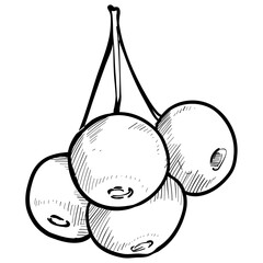 blueberry handdrawn illustration