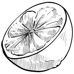 orange fruits handdrawn illustration