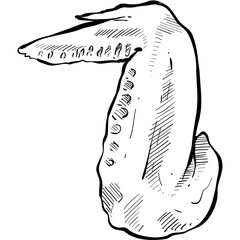 chicken wings handdrawn illustration
