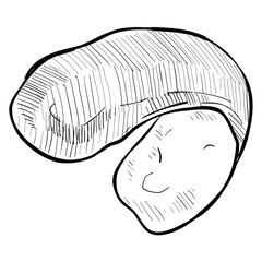 lemon peel handdrawn illustration