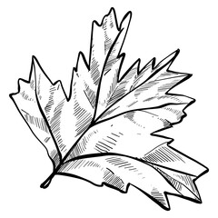 autumn leaf handdrawn illustration