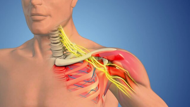 Brachial plexus nerve network in the shoulder structure