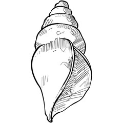 shell handdrawn illustration