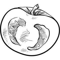 tomato handdrawn illustration