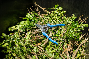 Green garden waste and blue pruner in bin. Spring garden cleaning.