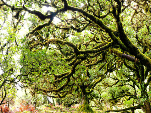 Portugal, Madeira, Ancientmoss-coveredlaurel trees on Madeira Island