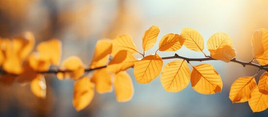 Obraz premium beautiful nature bokeh background Autumn beech leaves, wide panorama format
