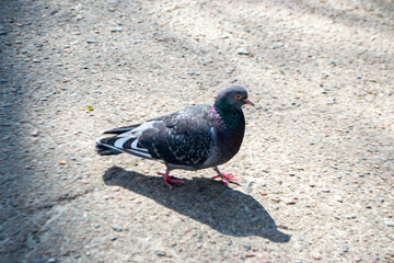 Feral pigeon with open beak on the street. Also called city doves, city pigeons, or street pigeons....