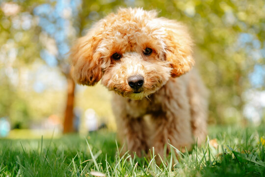Brown poodle dog on grass in park