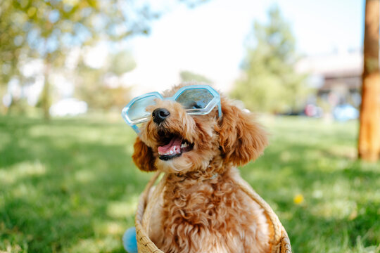 Cute poodle dog wearing sunglasses in park